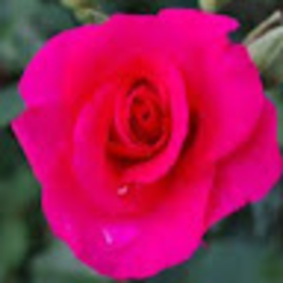 roseharwood832